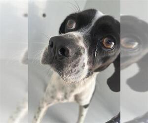 Chihuahua-Unknown Mix Dogs for adoption in Houston, TX, USA