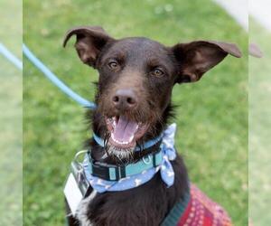 Wirehaired Pointing Poodle Dogs for adoption in San Diego, CA, USA