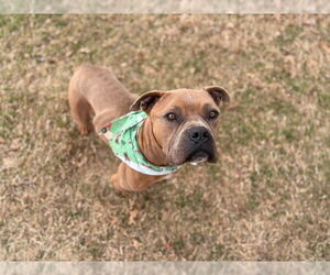 American Pit Bull Terrier Dogs for adoption in Tulsa, OK, USA