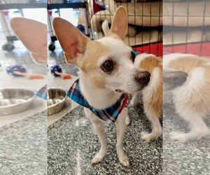 Chihuahua-Unknown Mix Dogs for adoption in Glendale , AZ, USA