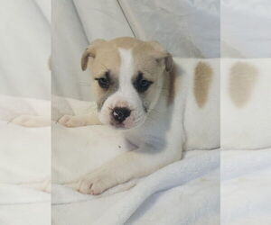 Huskies -Labrador Retriever Mix Dogs for adoption in Raleigh, NC, USA