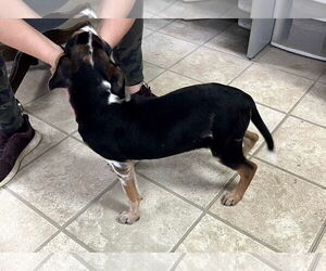 Beagle-Unknown Mix Dogs for adoption in Frenchburg, KY, USA