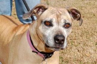 American Pit Bull Terrier-Unknown Mix Dogs for adoption in Mountain Home, AR, USA