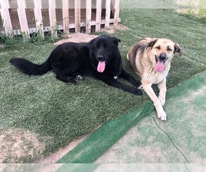 Labrador Retriever Dogs for adoption in Alta loma, CA, USA