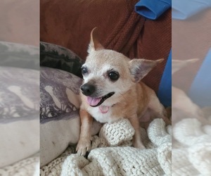 Chihuahua Dogs for adoption in Portland, IN, USA