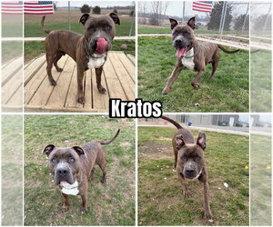 American Staffordshire Terrier Dogs for adoption in Pierceton , IN, USA