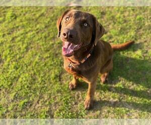 Labrador Retriever-Unknown Mix Dogs for adoption in Clovis, CA, USA
