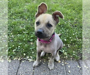 Mutt Dogs for adoption in Brooklyn Center, MN, USA