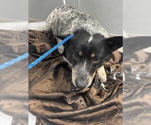Mutt Dogs for adoption in Las Vegas, NV, USA