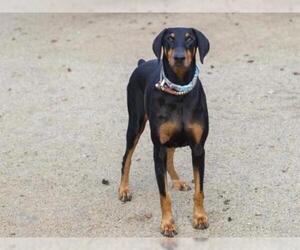 Doberman Pinscher Dogs for adoption in Placerville, CA, USA