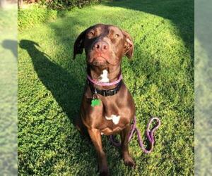 Lab-Pointer Dogs for adoption in Dallas, TX, USA