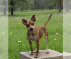 Medium Photo #1 Chihuahua-Unknown Mix Puppy For Sale in Cranston, RI, USA