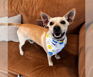 Chihuahua Dogs for adoption in Fort Pierce, FL, USA