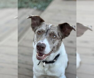 Australian Shepherd-Unknown Mix Dogs for adoption in Raleigh, NC, USA