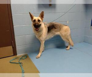 German Shepherd Dog-Unknown Mix Dogs for adoption in Moreno Valley, CA, USA