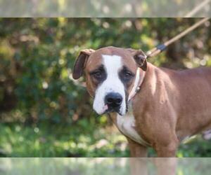 Bullboxer Pit Dogs for adoption in Flora, IL, USA