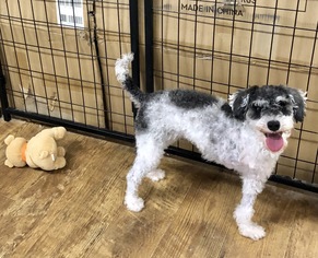 Poodle (Miniature)-Unknown Mix Dogs for adoption in Fresno, CA, USA