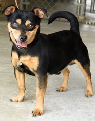 Miniature Pinscher Dogs for adoption in Tehachapi, CA, USA