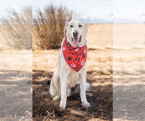 Akbash-Great Pyrenees Mix Dogs for adoption in PEYTON, CO, USA