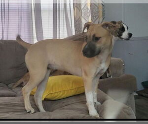 German Shepherd Dog-Huskies  Mix Dogs for adoption in St. Cloud, FL, USA