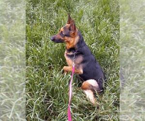 German Shepherd Dog Dogs for adoption in Albany, OR, USA