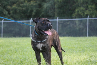 Presa Canario Dogs for adoption in Tampa, FL, USA
