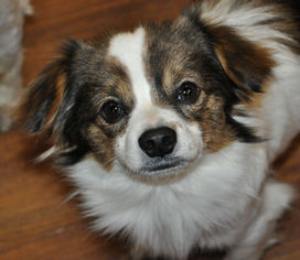 Medium Photo #1 Chion Puppy For Sale in Prosser, WA, USA