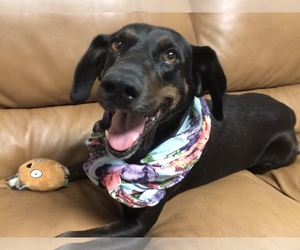 Basset Hound-Coonhound Mix Dogs for adoption in Sanford, FL, USA