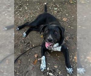 Borador Dogs for adoption in Santa Barbara, CA, USA