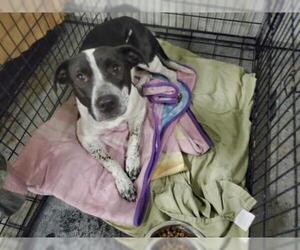 Border Collie-Unknown Mix Dogs for adoption in Saginaw, MI, USA