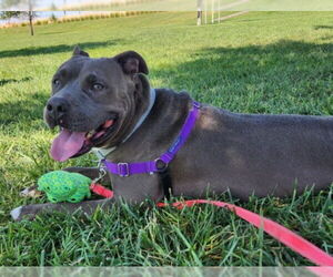 American Pit Bull Terrier-Unknown Mix Dogs for adoption in Las Vegas, NV, USA