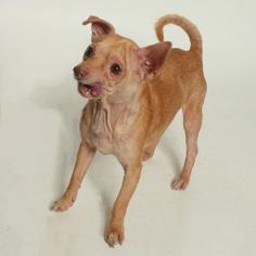 Chihuahua Dogs for adoption in Columbus, GA, USA