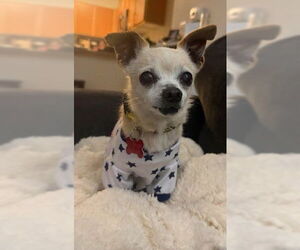Chihuahua Dogs for adoption in San Diego, CA, USA