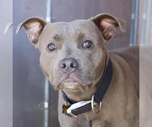 American Staffordshire Terrier-Unknown Mix Dogs for adoption in San Antonio, TX, USA