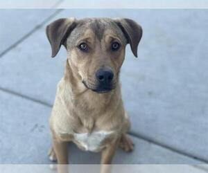 German Shepherd Dog-Unknown Mix Dogs for adoption in Tulsa, OK, USA
