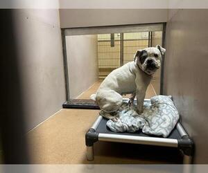 Bulldog Dogs for adoption in Martinez, CA, USA
