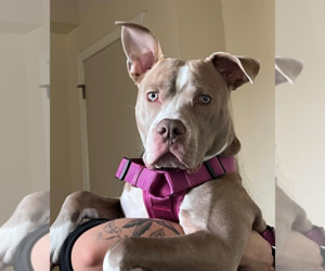 Bull Terrier-Unknown Mix Dogs for adoption in Greenbelt, MD, USA