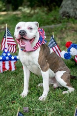 Bulloxer Dogs for adoption in Rustburg, VA, USA