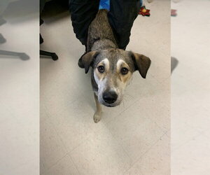 German Shepherd Dog-Unknown Mix Dogs for adoption in Corpus Christi, TX, USA