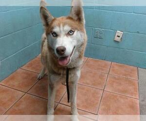 Siberian Husky Dogs for adoption in Downey, CA, USA