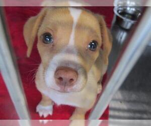 Chiweenie Dogs for adoption in Orange, CA, USA