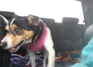 Jack-Rat Terrier Dogs for adoption in Columbia, TN, USA