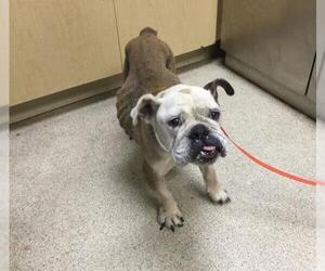 Bulldog Dogs for adoption in Riverside, CA, USA