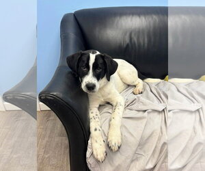 Great Pyrenees-Unknown Mix Dogs for adoption in Cliffwood, NJ, USA
