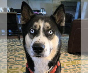 Siberian Husky Dogs for adoption in Omaha, NE, USA