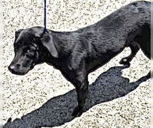 Labrador Retriever Dogs for adoption in Houston, TX, USA