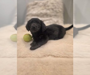 Cocker Spaniel-Unknown Mix Dogs for adoption in SHERBURNE, NY, USA