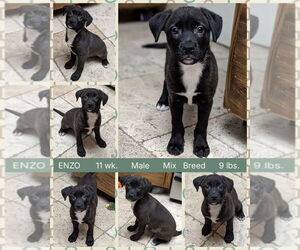 Mutt Dogs for adoption in Mesa, AZ, USA