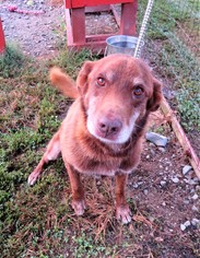 Chesapeake Bay Retriever Dogs for adoption in Franklin, TN, USA