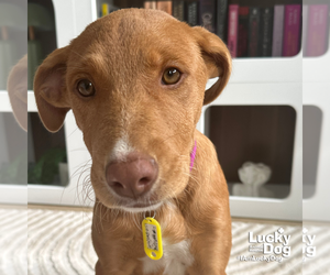 Labrador Retriever-Unknown Mix Dogs for adoption in Washington, DC, USA